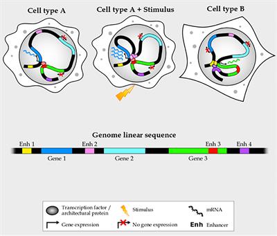 The Genome in a Three-Dimensional Context: Deciphering the Contribution of Noncoding Mutations at Enhancers to Blood Cancer